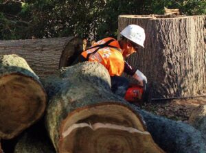 tree stump removal Adelaide