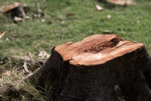 stump removal Adelaide