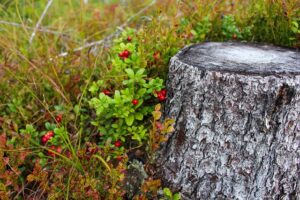 stump removal Adelaide