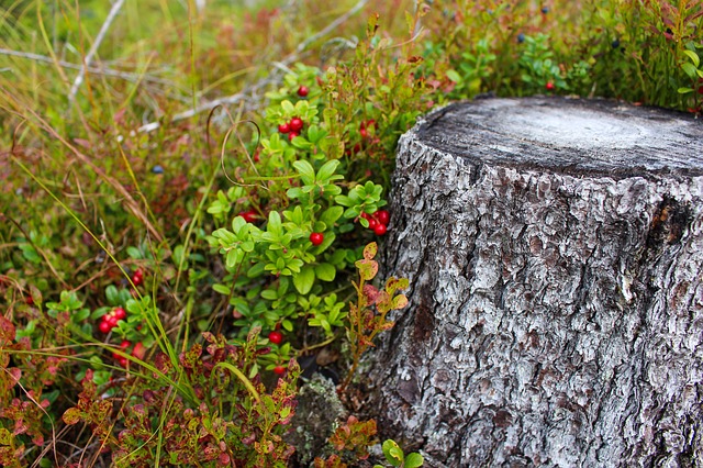 stump removal Adelaide