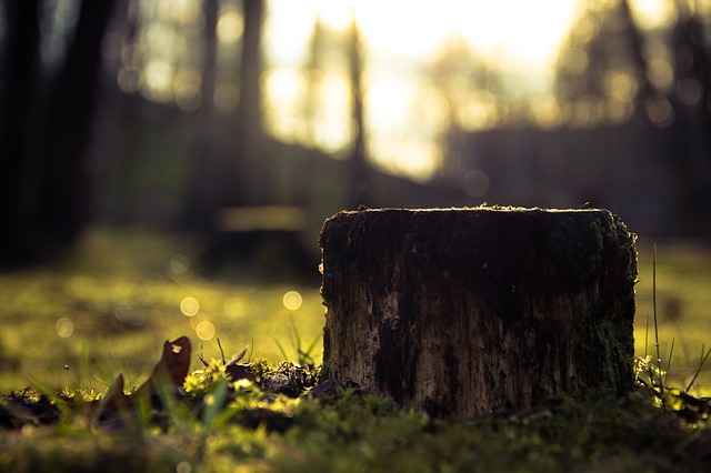 stump removal Adelaide