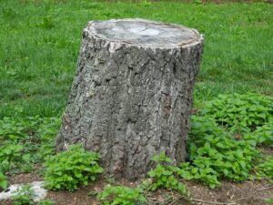 tree stump removal Adelaide
