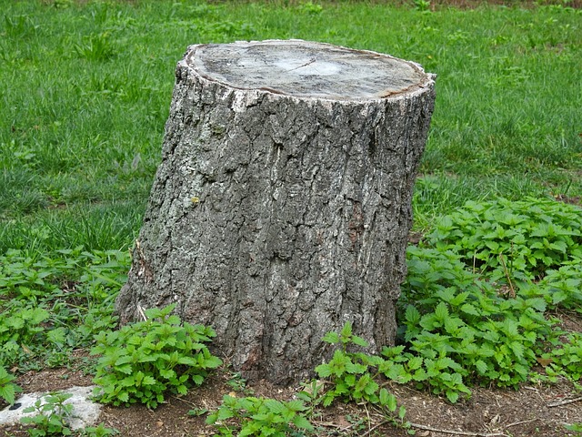 tree stump removal Adelaide
