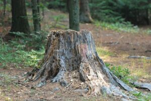 tree stump removal Adelaide